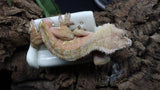 Red x Cream Male (full Pin) Crestie Gecko CG264