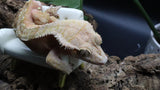 Red x Cream Male (full Pin) Crestie Gecko CG264