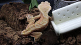 Red x Cream Male (full Pin) Crestie Gecko CG264
