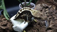 Dark base Pin Female Crested Gecko CG268