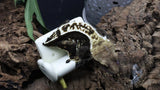 Dark base Pin Female Crested Gecko CG268