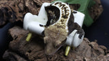 Dark base Pin Female Crested Gecko CG268