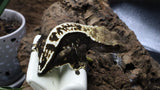 Dark base Pin Female Crested Gecko CG268