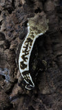Dark base Pin Female Crested Gecko CG268