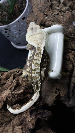 Extreme Male Crestie Gecko CG272