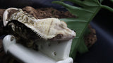 Extreme Male Crestie Gecko CG272