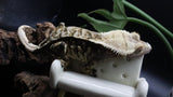 Extreme Male Crestie Gecko CG272