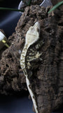 Extreme Male Crestie Gecko CG272