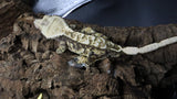 Extreme Male Crestie Gecko CG272