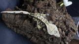 Extreme Male Crestie Gecko CG272