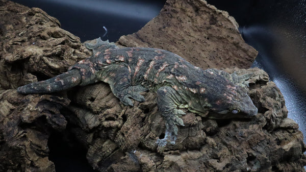 Leachianus Pine Island LB450