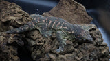 Leachianus Pine Island LB450