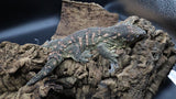 Leachianus Pine Island LB450