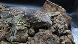 Leachianus Pine Island LB450