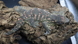 Leachianus Pine Island LB450