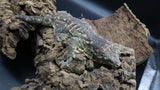 Leachianus Pine Island LB450