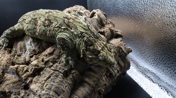 Leachianus Pine Island Male LB451