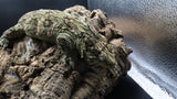 Leachianus Pine Island Male LB451