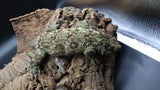 Leachianus Pine Island Male LB451