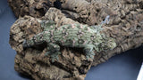 Leachianus Pine Island Male LB451