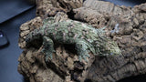 Leachianus Pine Island Male LB451