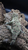 Leachianus Pine Island Male LB451