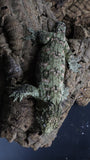 Leachianus Pine Island Male LB451