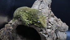 Other Geckos