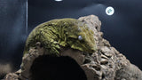 Leachianus Pure Yate F1 & F2 (Pair)