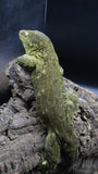 Leachianus Pure Yate F1 & F2 (Pair)