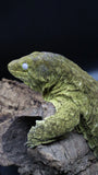 Leachianus Pure Yate F1 & F2 (Pair)