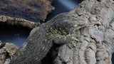 Leachianus Pure Yate F1 & F2 (Pair)