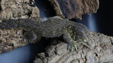 Leachianus Pure Yate F1 & F2 (Pair)