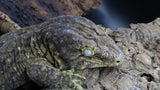Leachianus Pure Yate F1 & F2 (Pair)