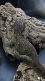 Leachianus Pure Yate F1 & F2 (Pair)
