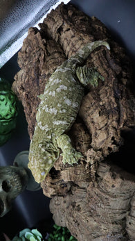 Leachianus Female RTB LB452