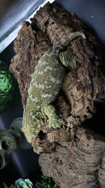 Leachianus Female RTB LB452