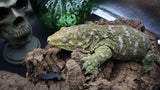Leachianus Female RTB LB452