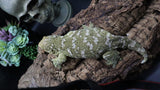 Leachianus Female RTB LB452