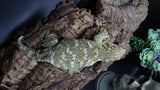 Leachianus Female RTB LB452