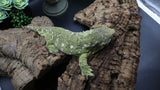 Sharon Leachianus Female RTB LB453
