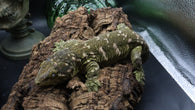 Buddy Leachianus Male LB454