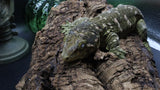 Buddy Leachianus Male LB454