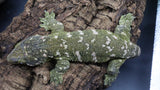 Buddy Leachianus Male LB454