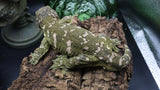 Buddy Leachianus Male LB454