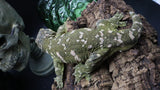 Buddy Leachianus Male LB454