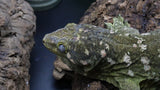 Buddy Leachianus Male LB454