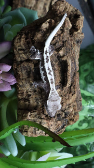 Axanthic Lilly White Poss Female Crested Gecko CGAX06