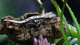 Axanthic Lilly White Poss Female Crested Gecko CGAX06
