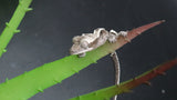 Axanthic Lilly White Poss Female Crested Gecko CGAX06